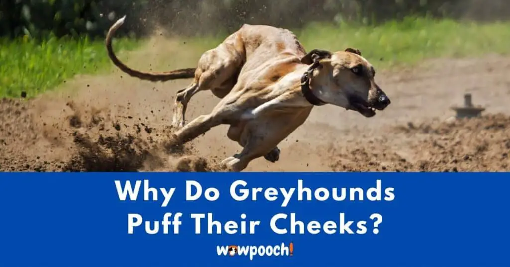 Why Do Greyhounds Puff Their Cheeks?