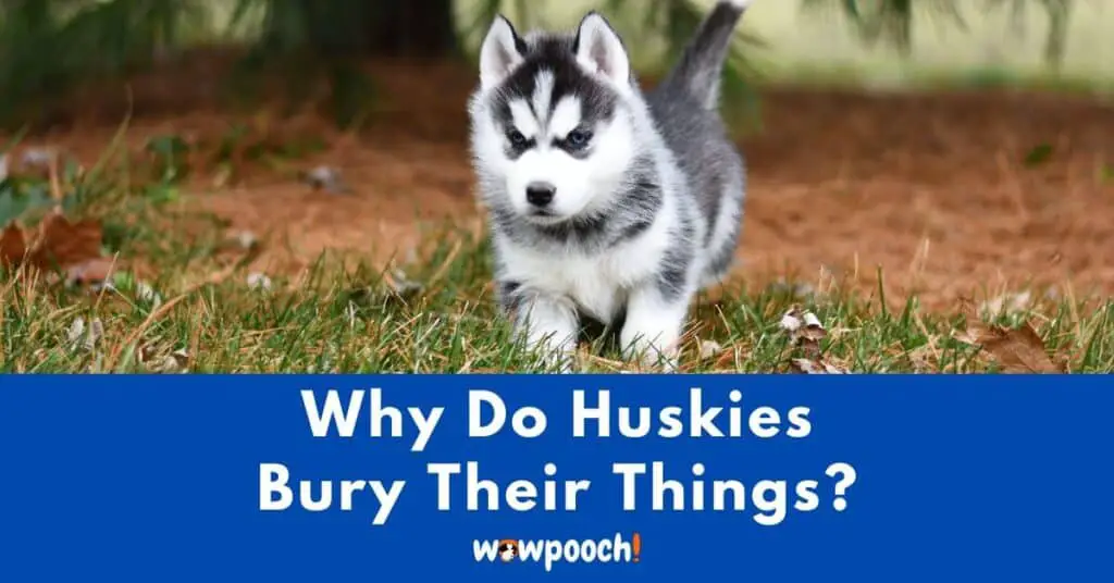 Why Do Huskies Bury Their Things?