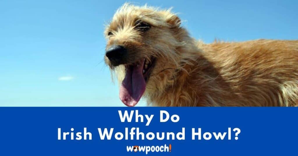 Why Do Irish Wolfhounds Howl?