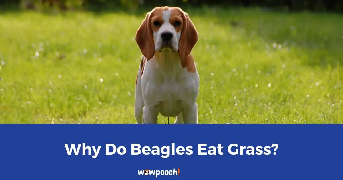 Why Your Beagle May Eat Grass