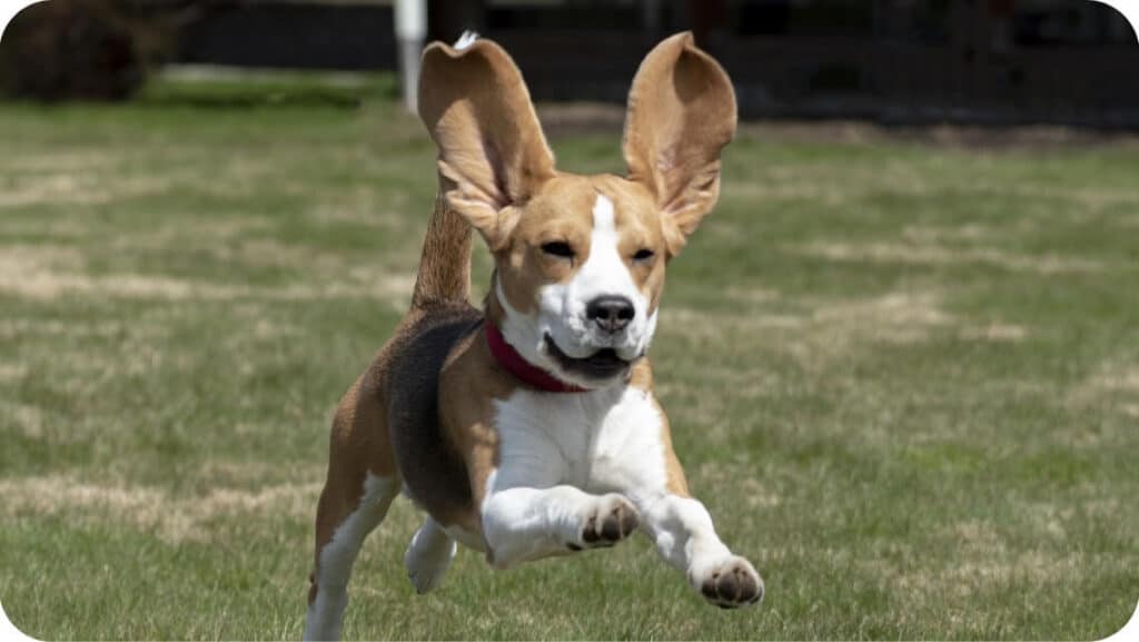 Beagle Jumping