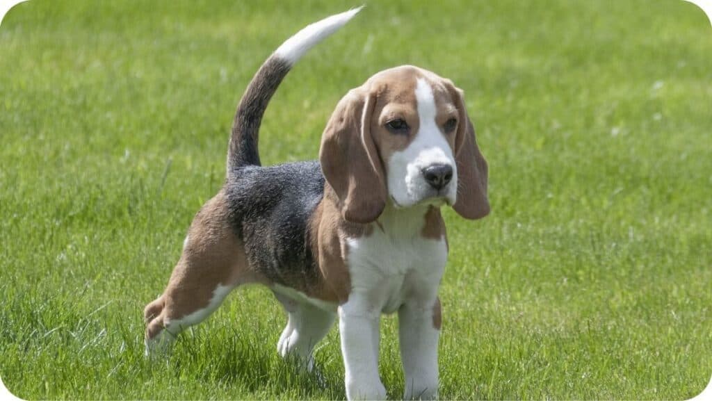 Beagle Pup
