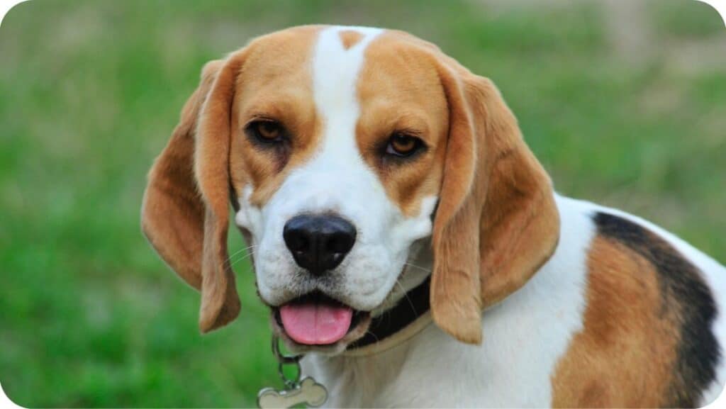 Beagle Stare At You