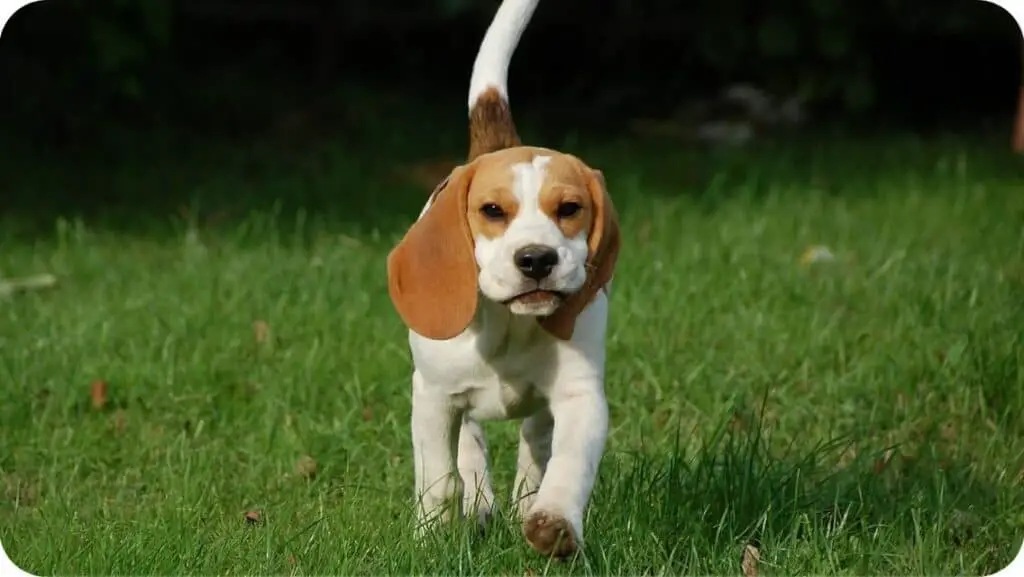 Beagle Walking