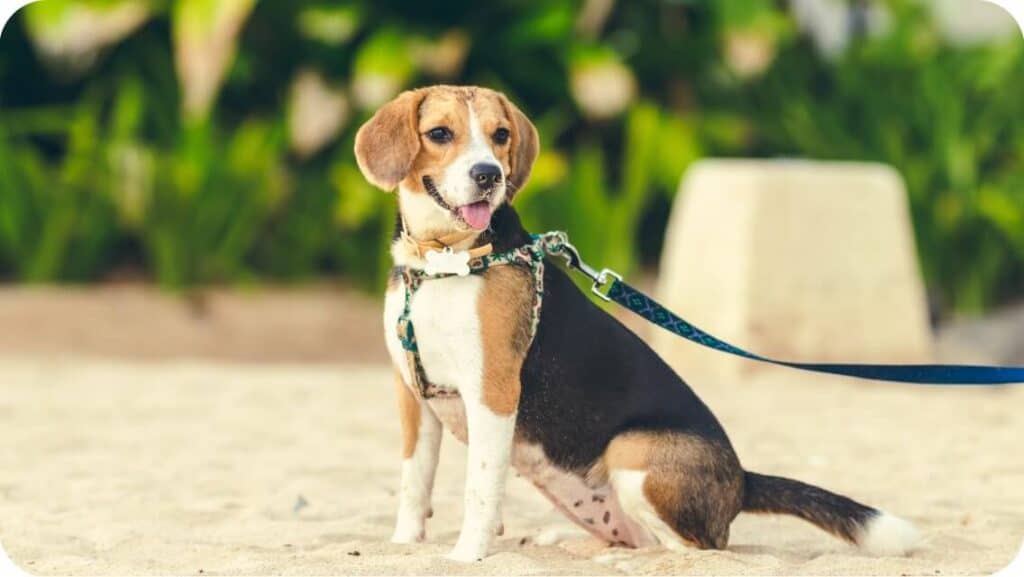 Beagle With Harness