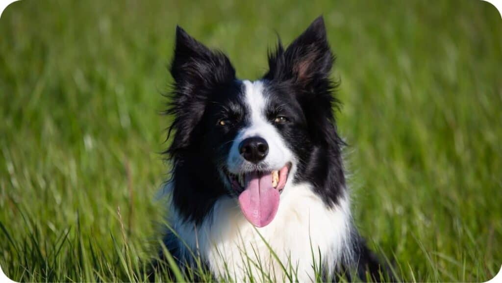 Border Collie Laughing