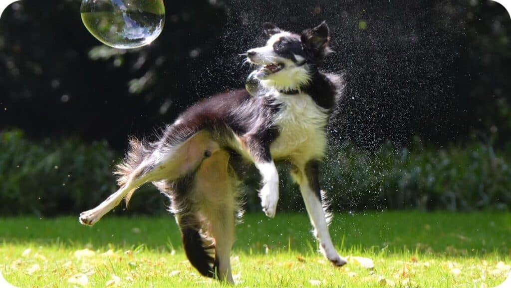 Border Collie Play WIth Bubble