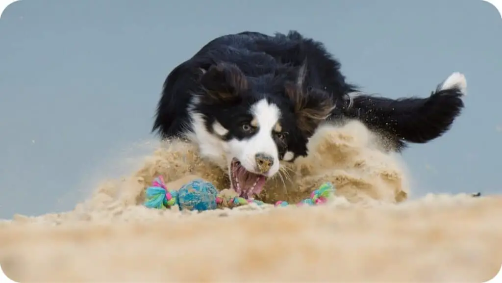Border Collie Playing In Beach