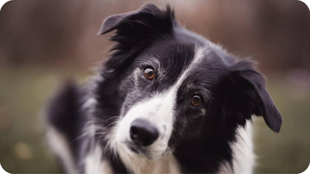 Border Collie Stare At You