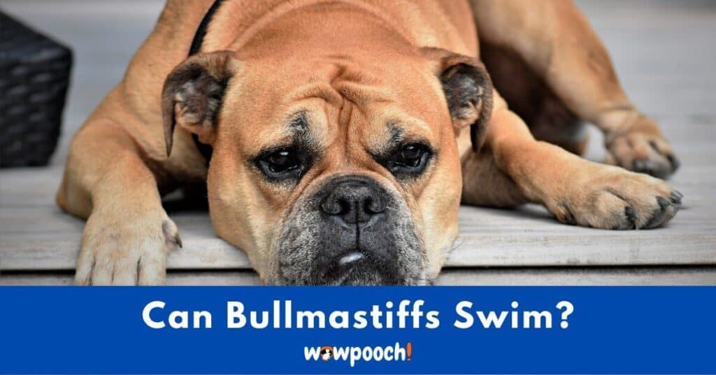Can Bullmastiffs Swim?