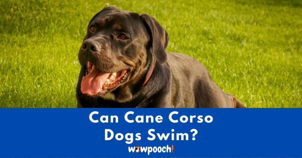 Can Cane Corso Dogs Swim?