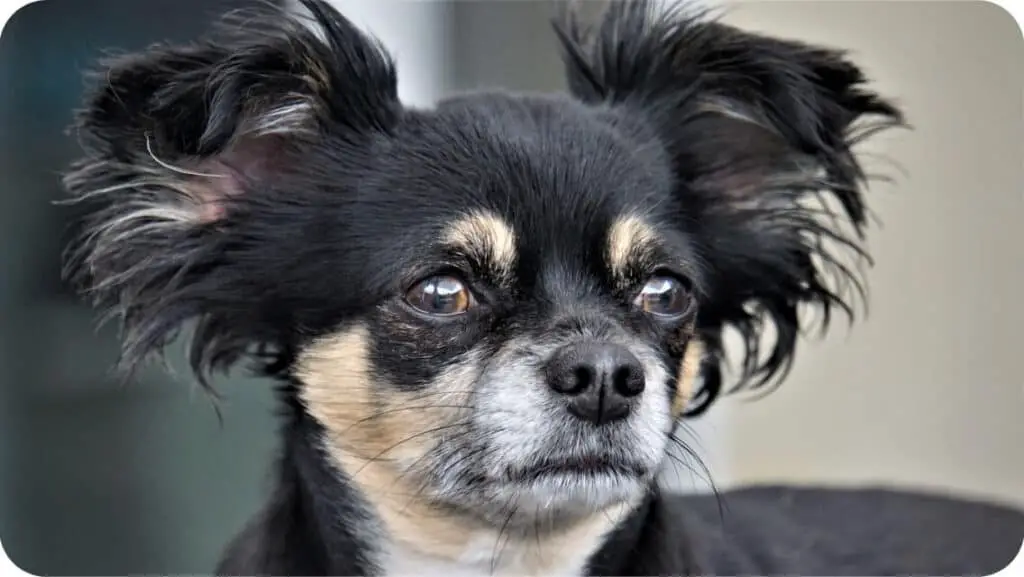 Chihuahua Stare