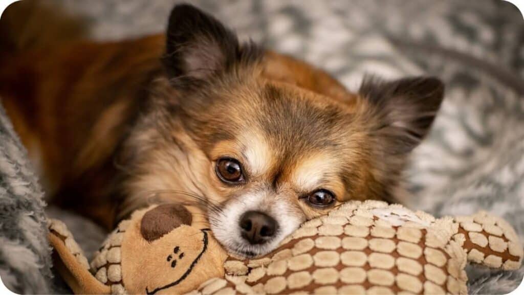 Chihuahua With Pillow