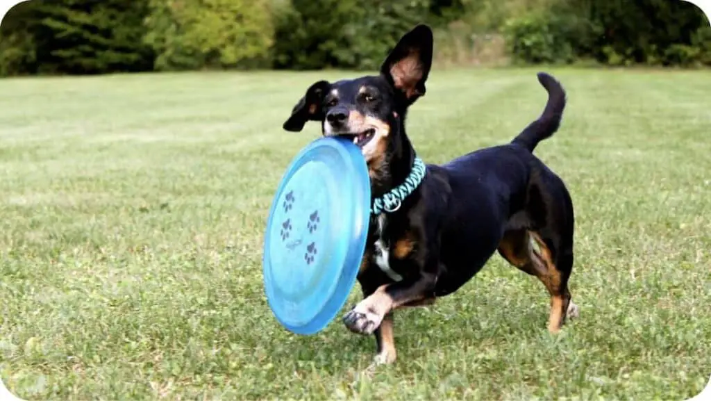 Dachshund Playing With Frisbee