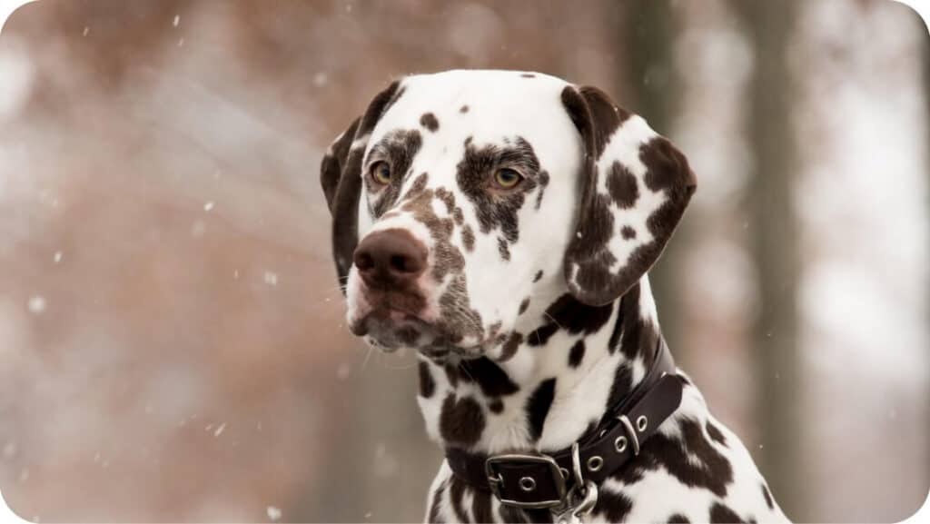 Dalmatian Doggy