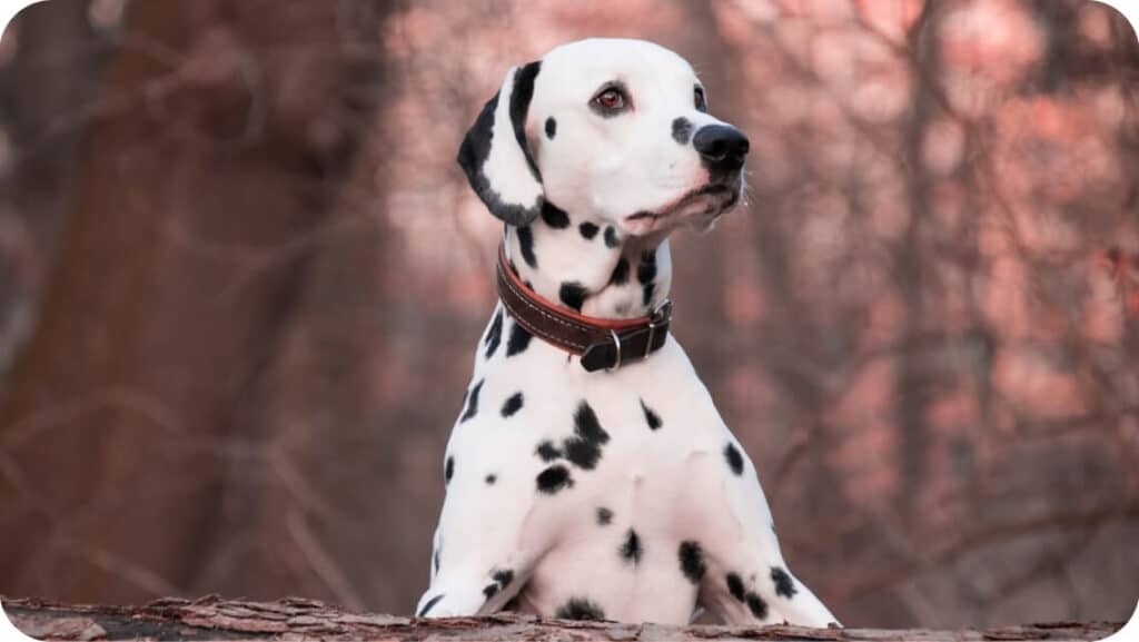 Dalmatian Pup