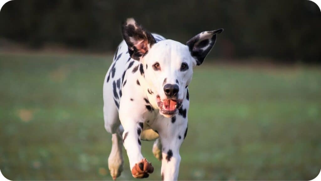 Dalmatian Running