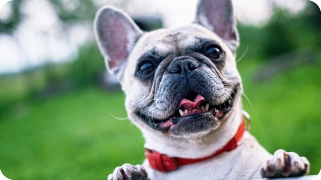 French Bulldog Smiling