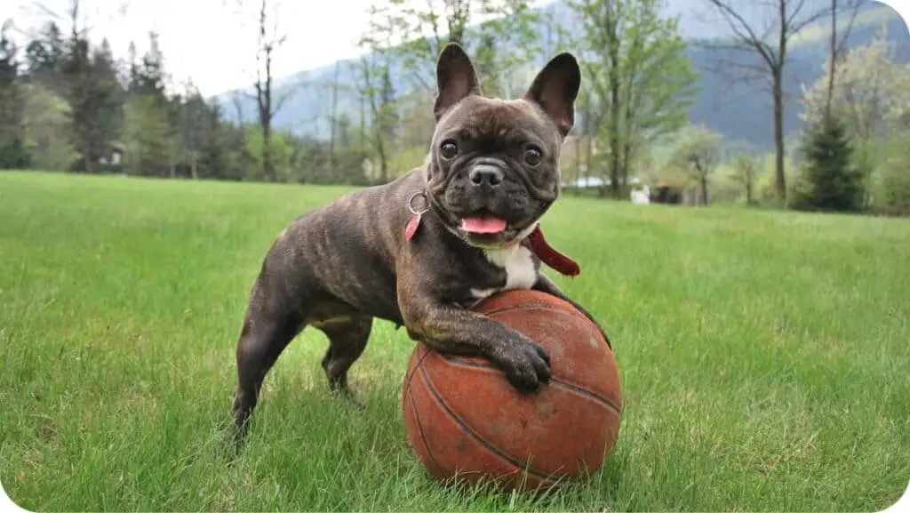 French Bulldog With Basket Ball