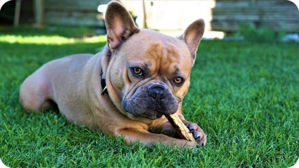 French Bulldog With Grass
