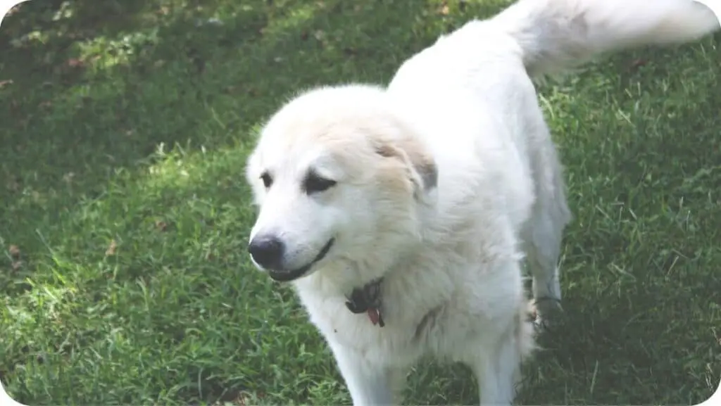 Great Pyrenees Canine