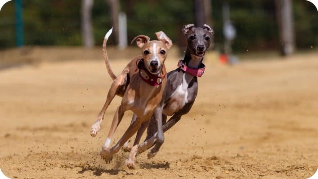 Greyhound Puppies Racing