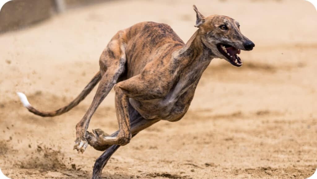 Greyhound Run