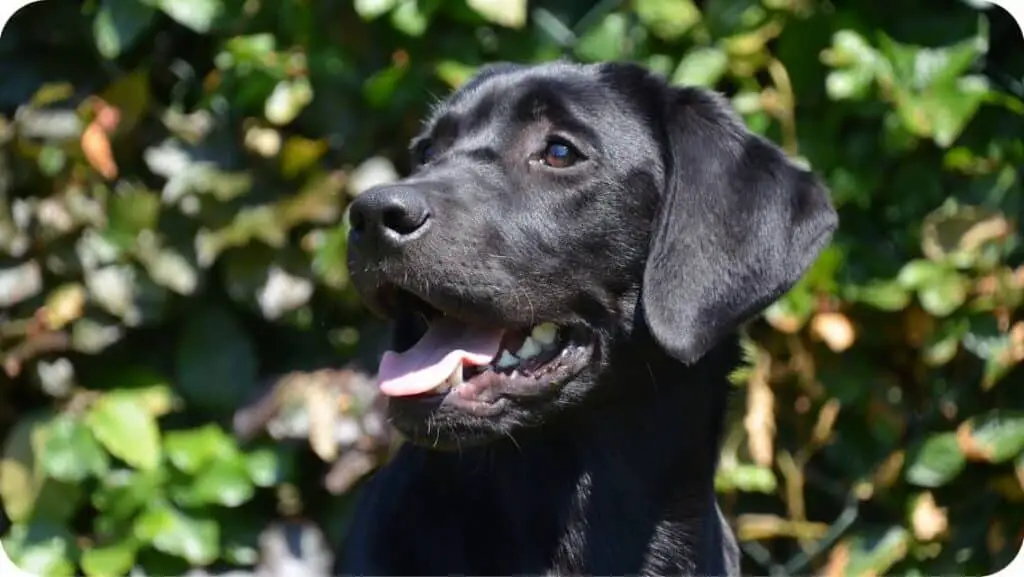 Labrador Retriever Black Pup