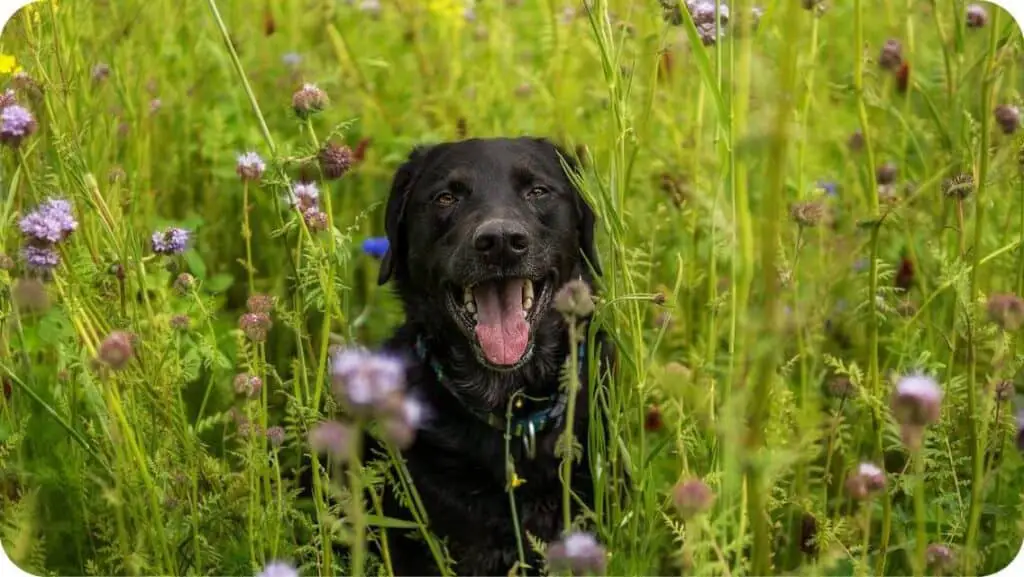 Labrador Retriever With Flower