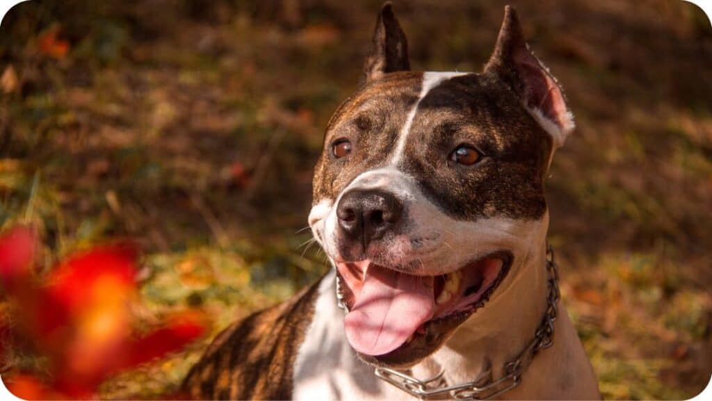 Pit Bull Laughing