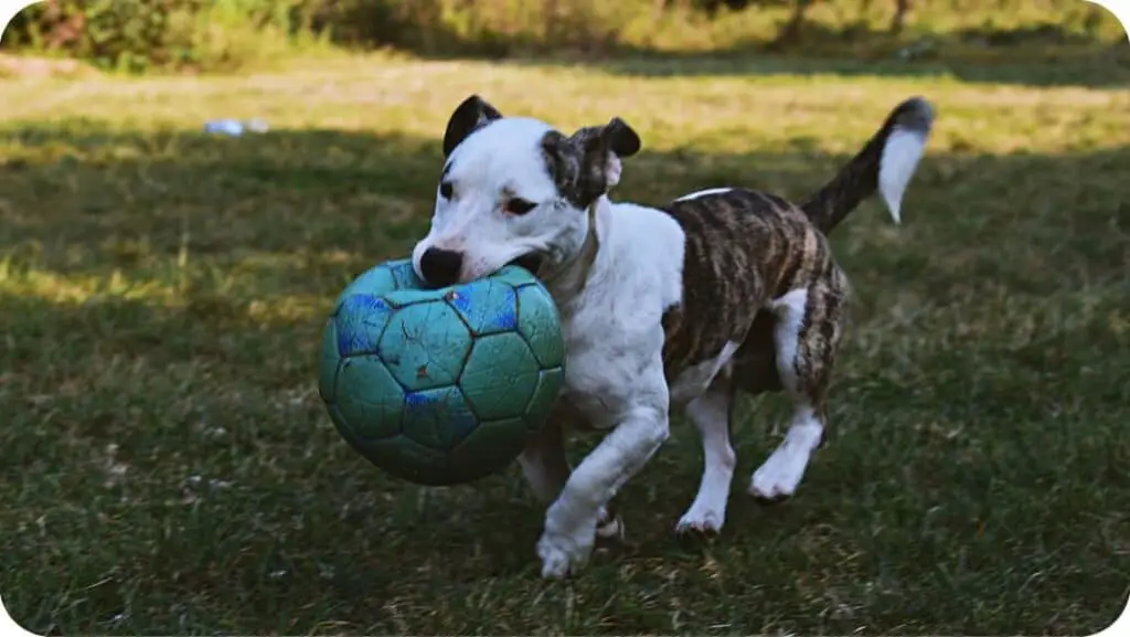 Pit Bull Playing With Ball