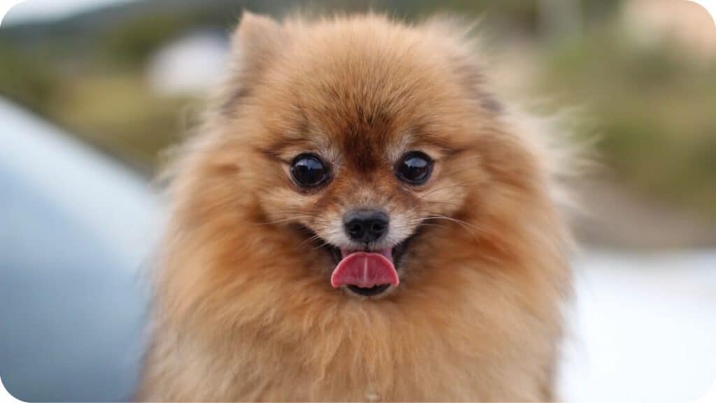 Pomeranian Sweet Puppy