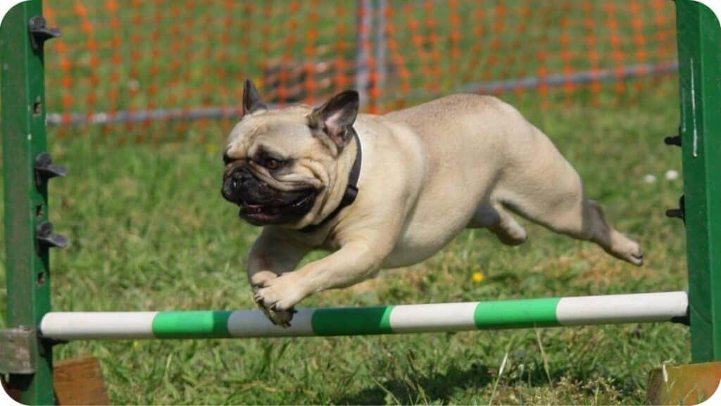 Pug Jumping