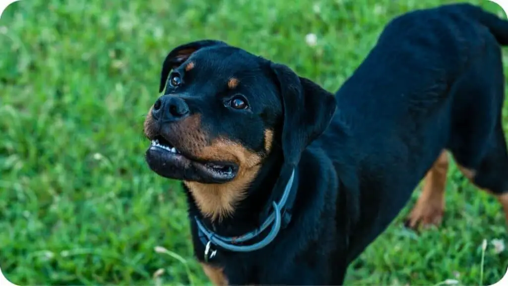 Rottweiler Looking At Up