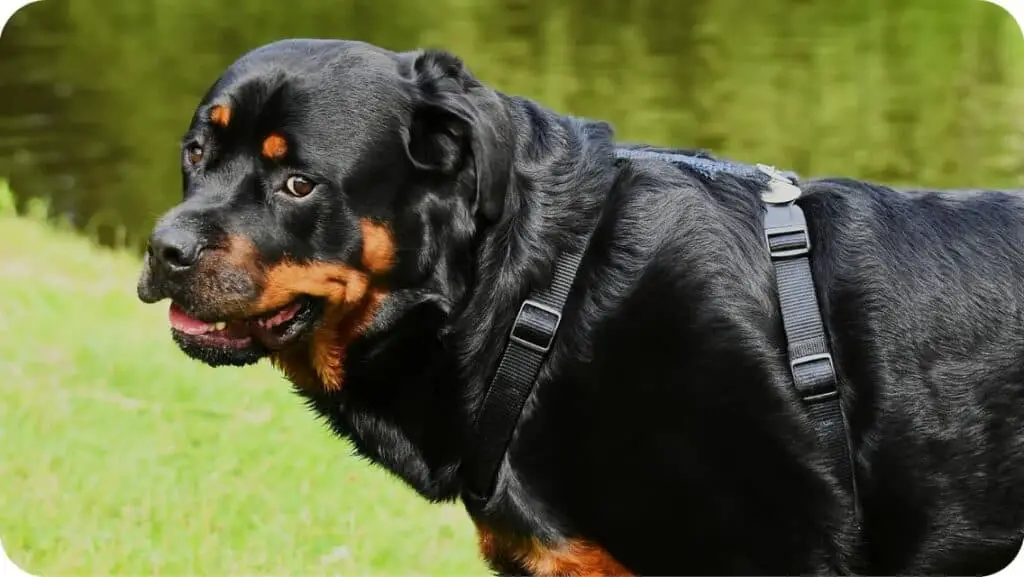Rottweiler Stare At You