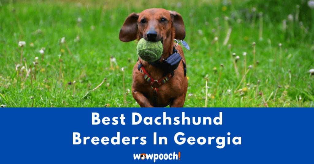 Top 10 Best Dachshund Breeders In Georgia (GA) State