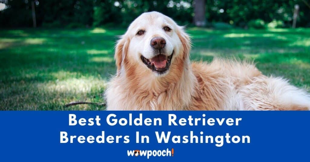 Top 10 Best Golden Retriever Breeders In Washington (WA) State