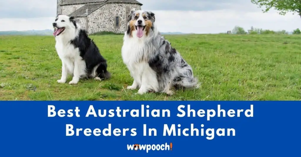 Top 11 Best Australian Shepherd Breeders In Michigan (MI) State