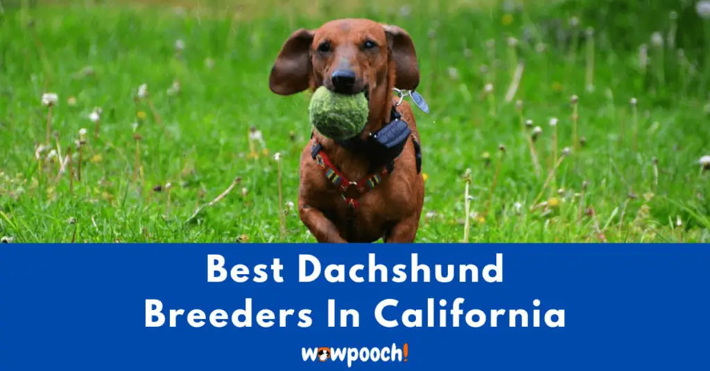 Top 11 Best Dachshund Breeders In California (CA) State