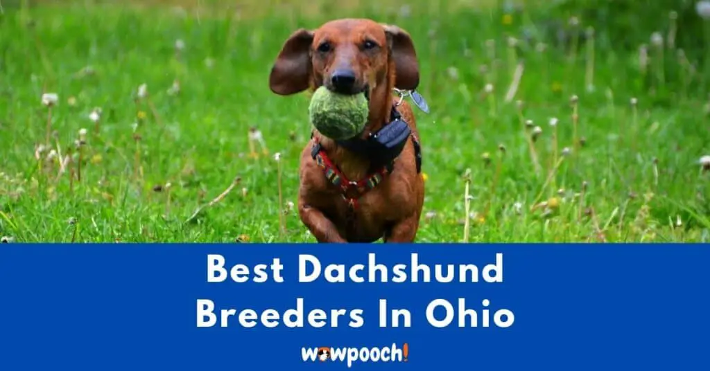Top 11 Best Dachshund Breeders In Ohio (OH) State