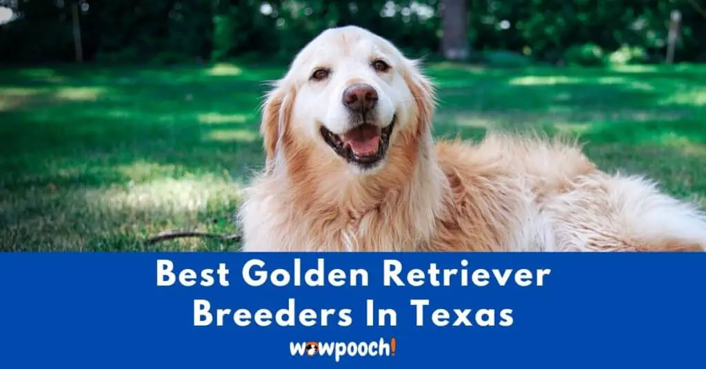 Top 13 Best Golden Retriever Breeders In Texas (TX) State