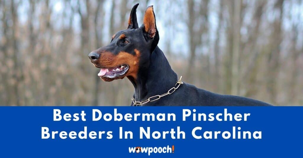 Top 16 Best Doberman Pinscher Breeders In North Carolina (NC) State