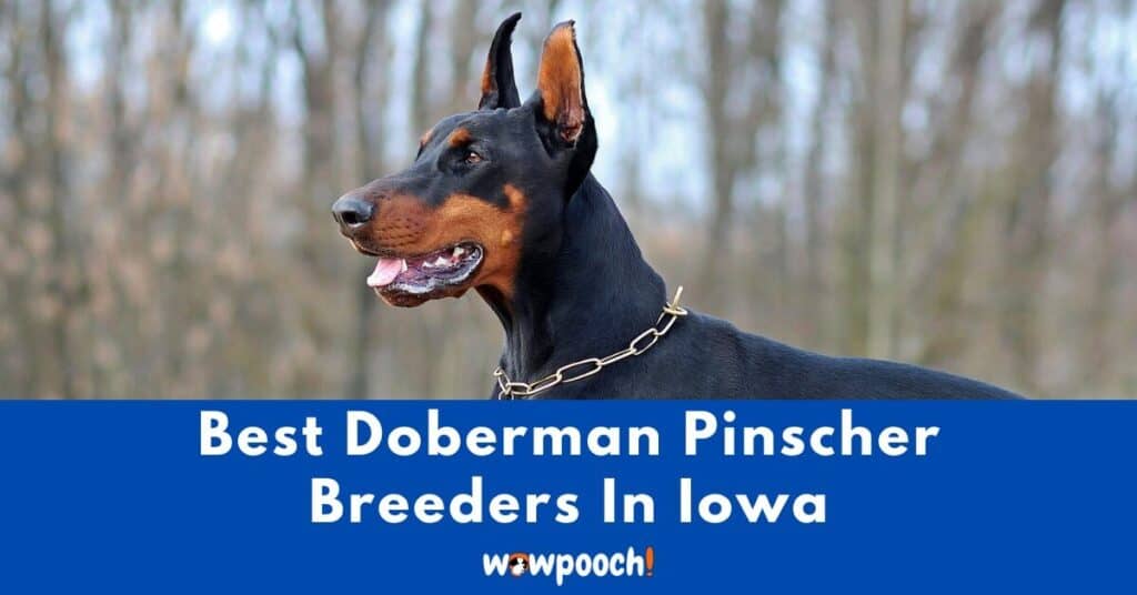 Top 2 Best Doberman Pinscher Breeders In Iowa (IA) State