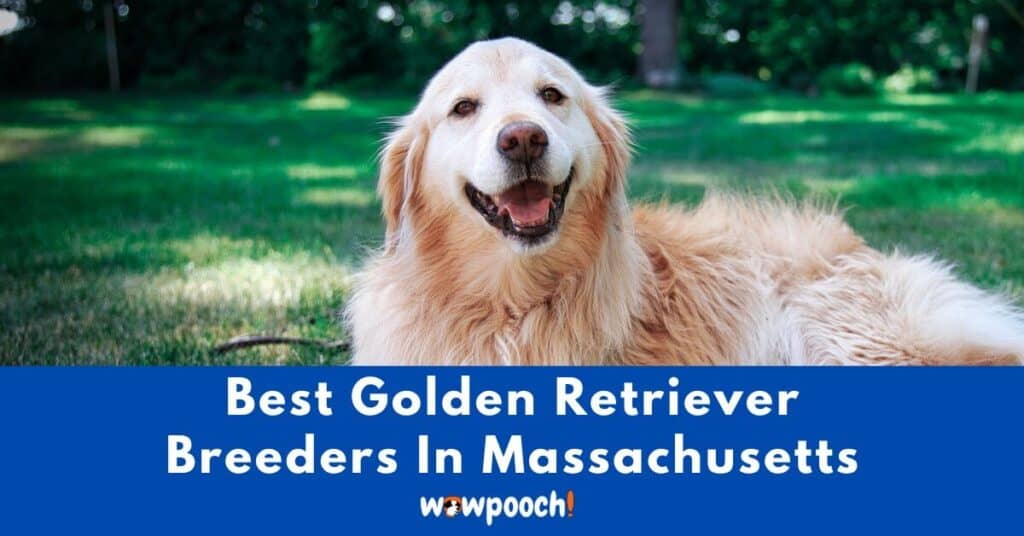 Top 4 Best Golden Retriever Breeders In Massachusetts (MA) State