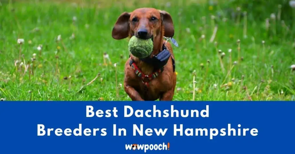 Top 6 Best Dachshund Breeders In New Hampshire (NH) State
