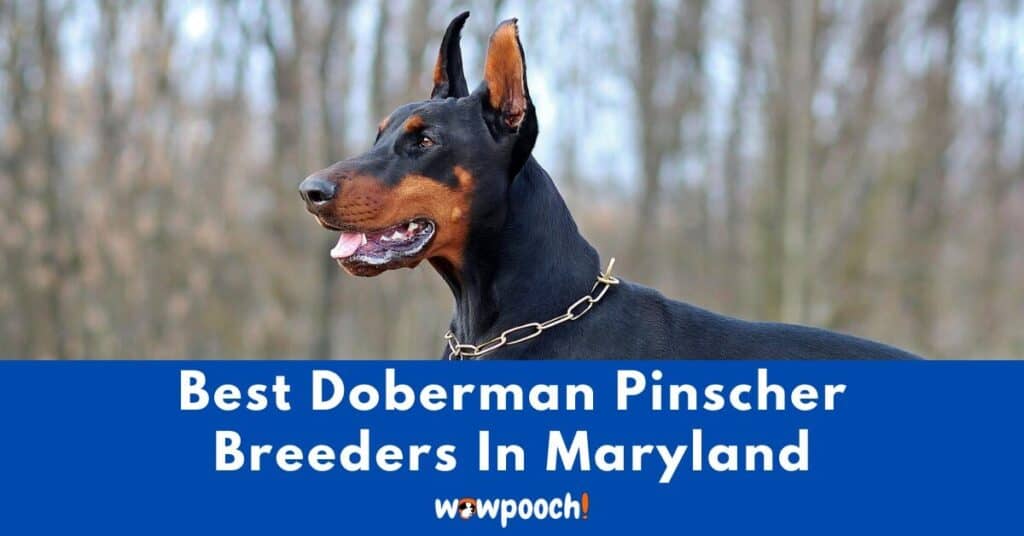 Top 6 Best Doberman Pinscher Breeders In Maryland (MD) State