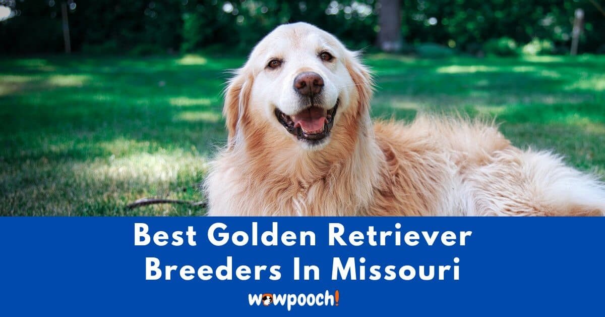 Top 6 Best Golden Retriever Breeders In Missouri (MO) State