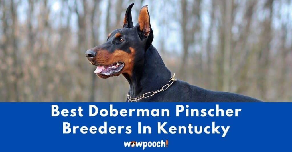 Top 7 Best Doberman Pinscher Breeders In Kentucky (KY) State