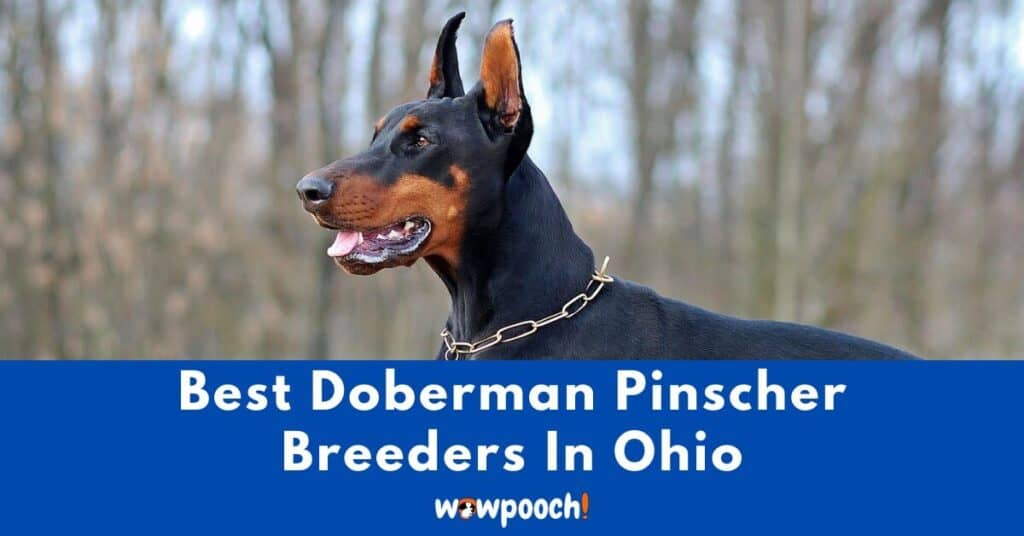 Top 7 Best Doberman Pinscher Breeders In Ohio (OH) State