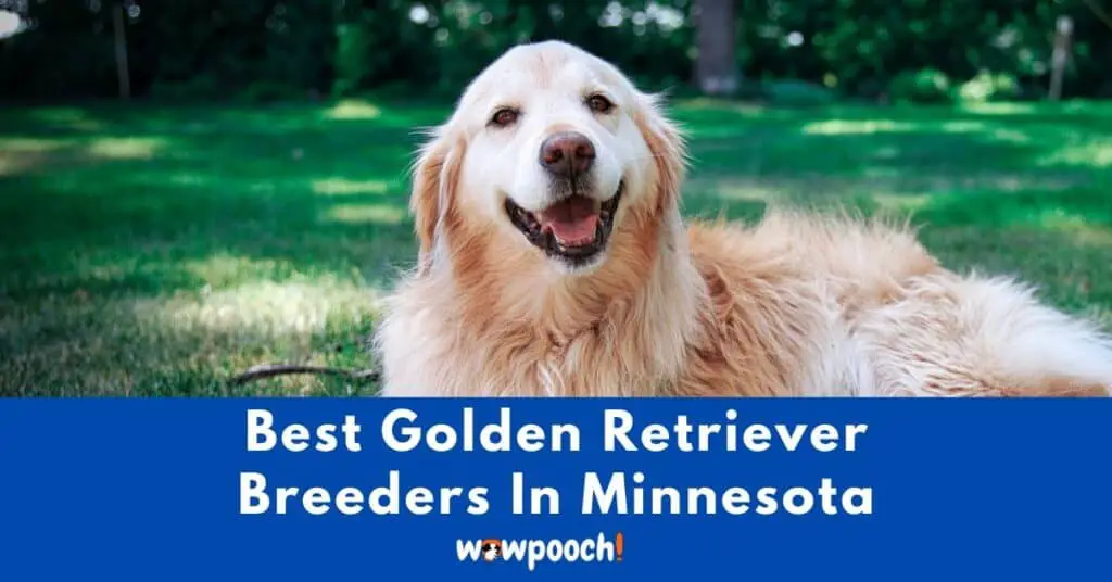 Top 7 Best Golden Retriever Breeders In Minnesota (MN) State